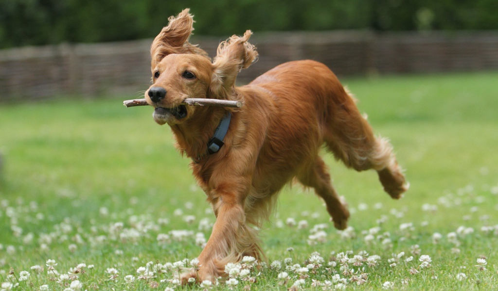 Бегущий английский спаниель