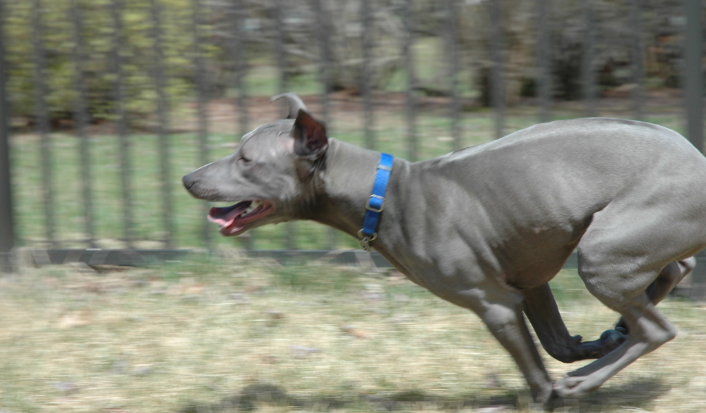 Бег тайского риджбека