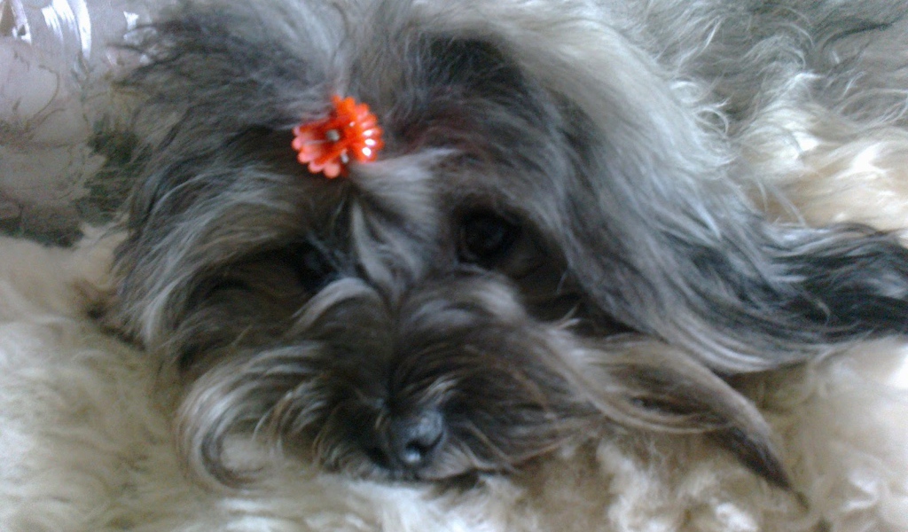 Русская цветная болонка