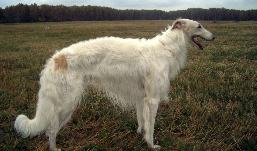 Русская борзая в поле