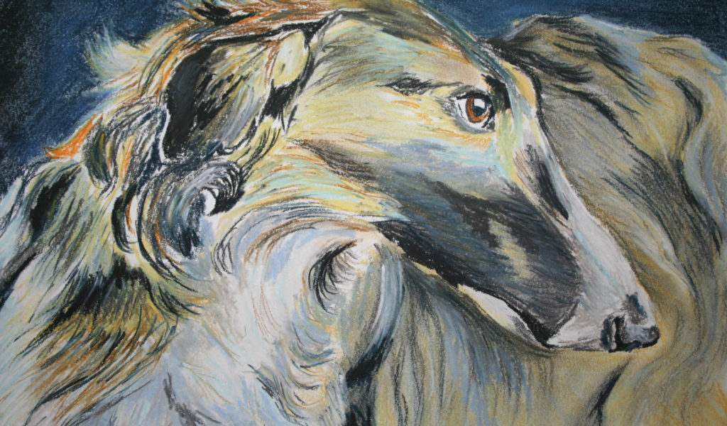 Русская борзая на рисунке