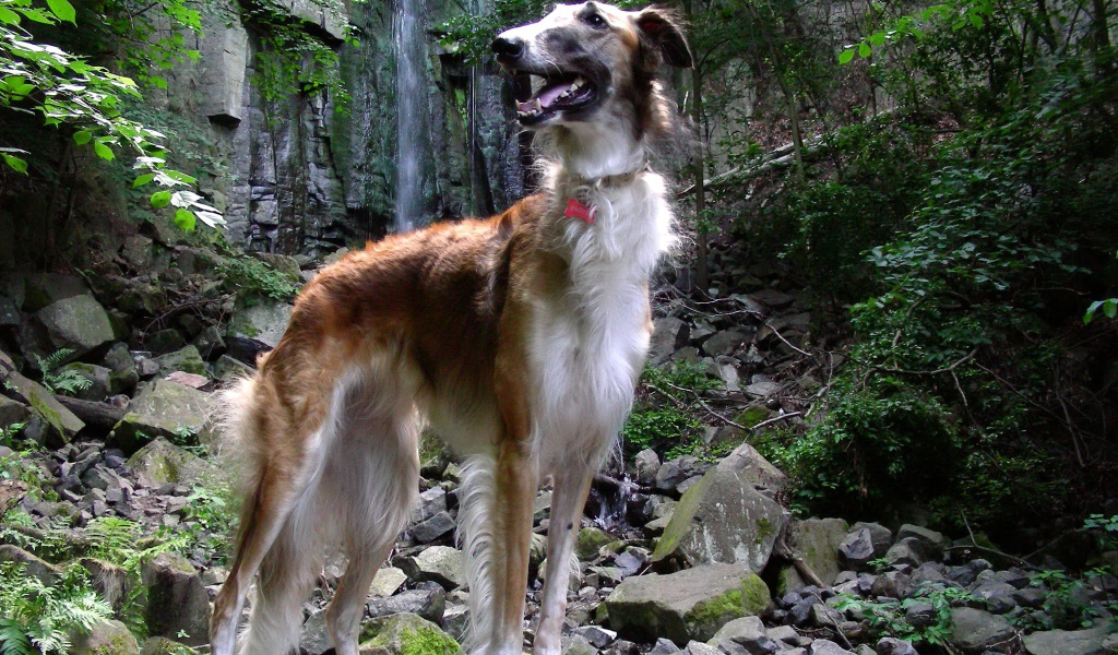 Русская борзая в лесу