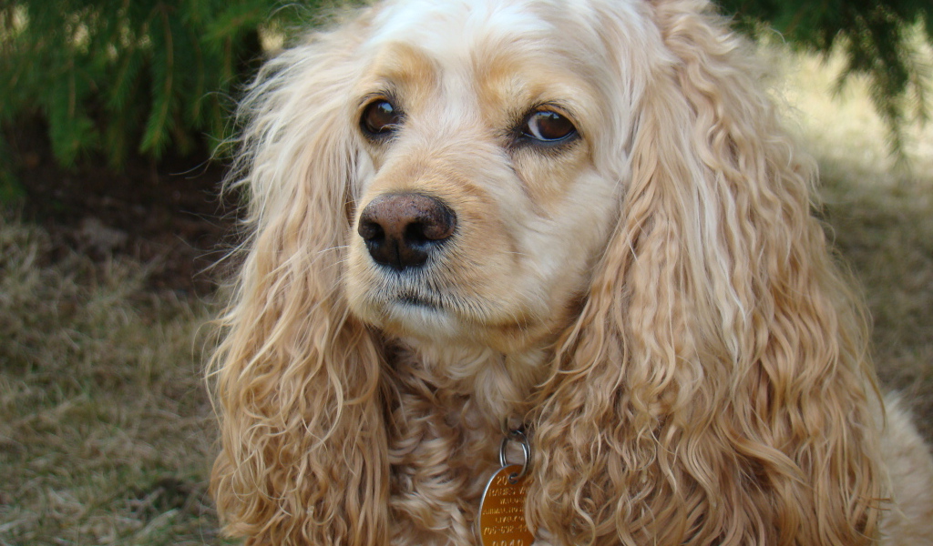 Грустный американский кокер спаниель