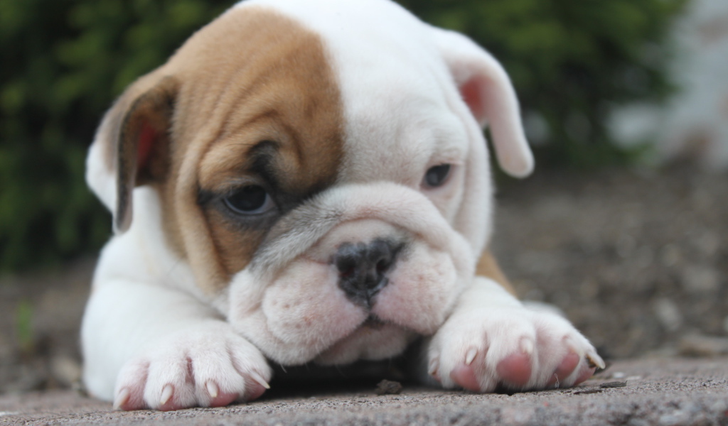 Грустный щенок английского бульдога