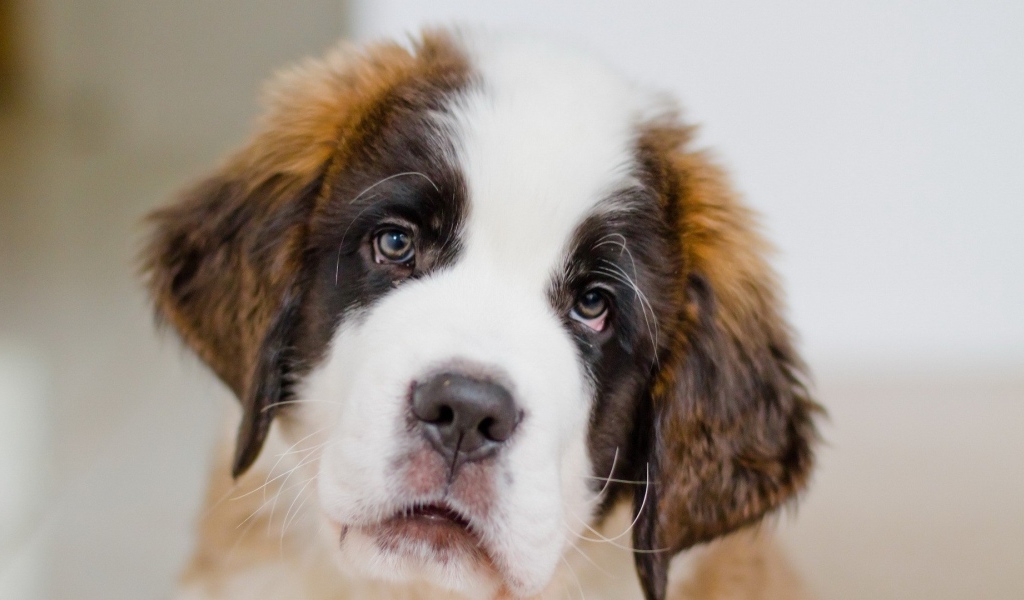 Грустный щенок сенбернара