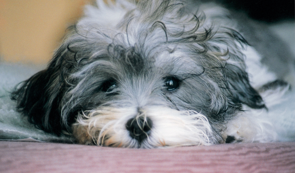 Грустная русская болонка