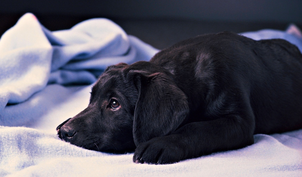 Грустный черный лабрадор