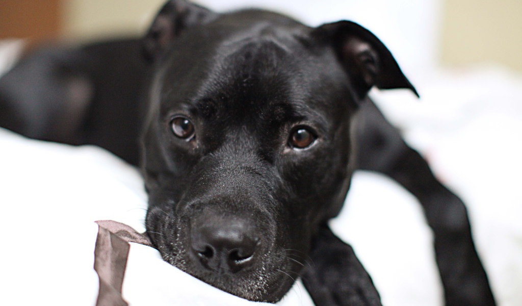 Грустный черный питбуль