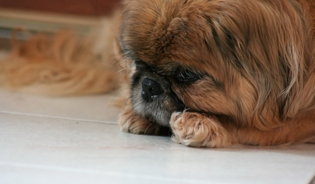 Грустный коричневый пекинес