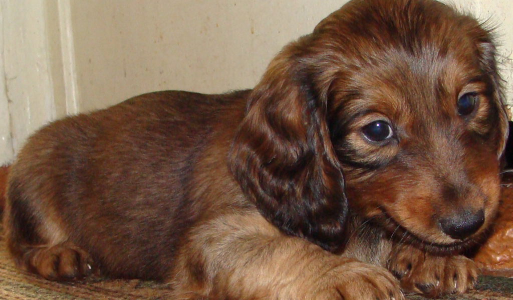 Грустный щенок таксы