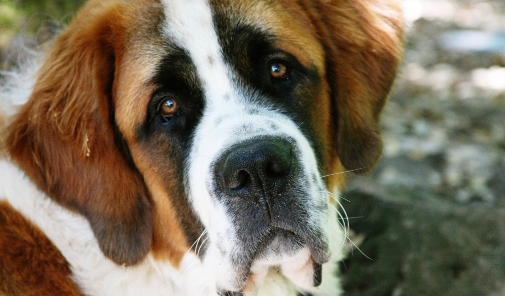 Грустная собака сенбернар