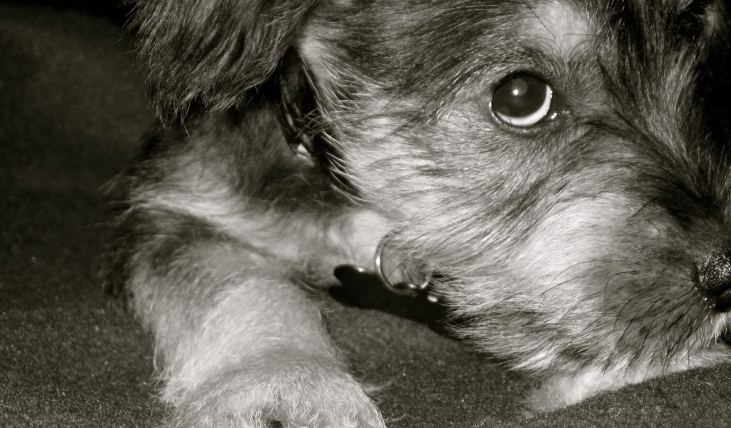 Грустная собака шнауцер