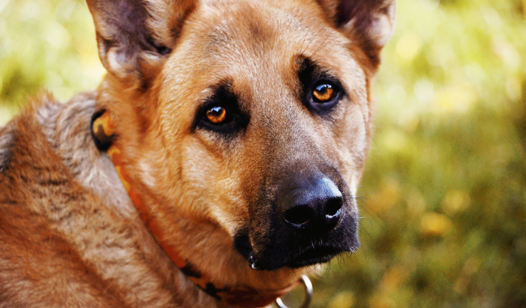 Грустный взгляд собаки