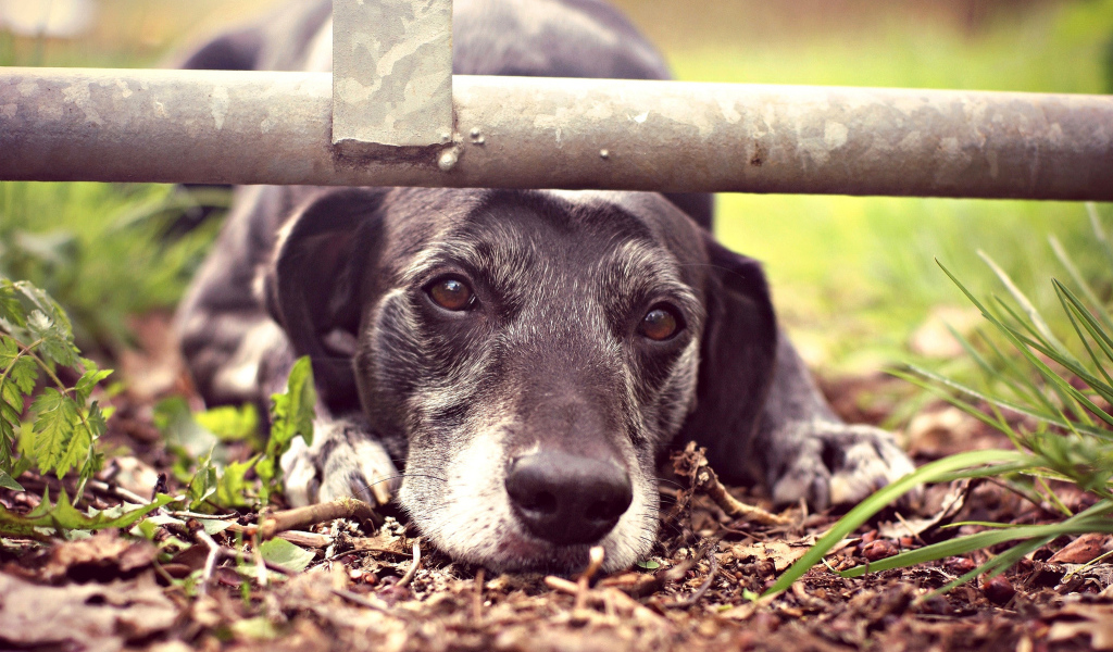 Грустный взгляд собаки