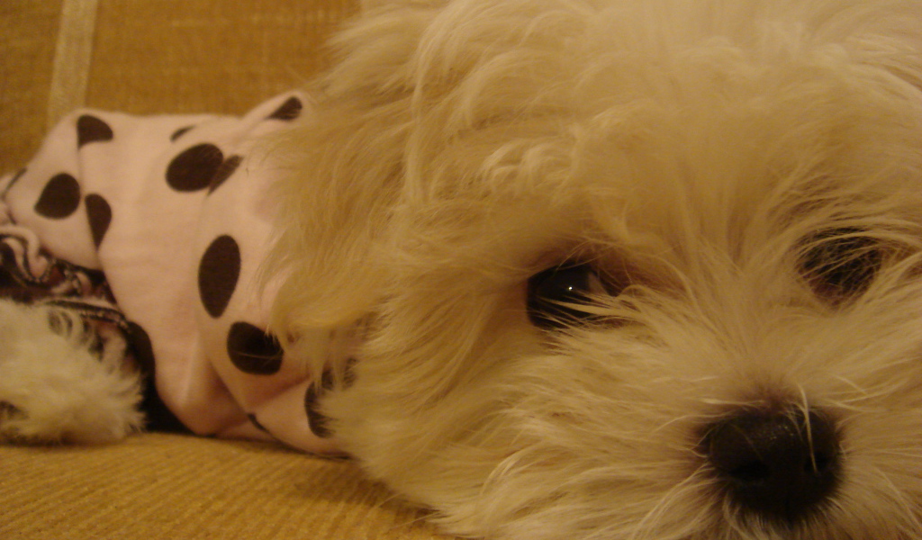 Грустные глаза у болонки