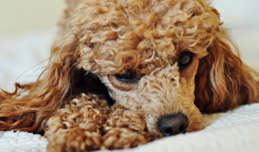 Грустный пудель лежит