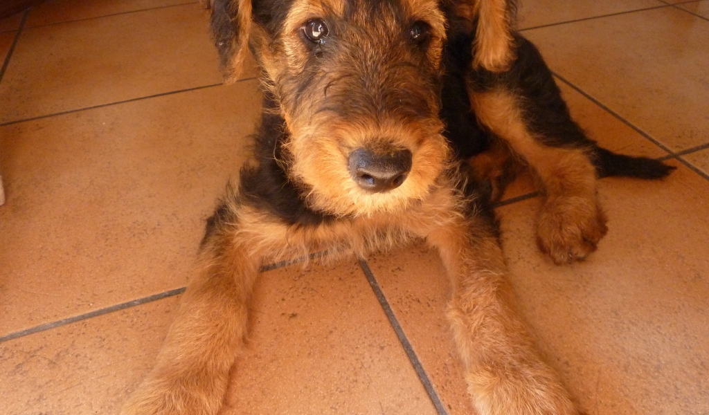 Грустный щенок эрдельтерьера