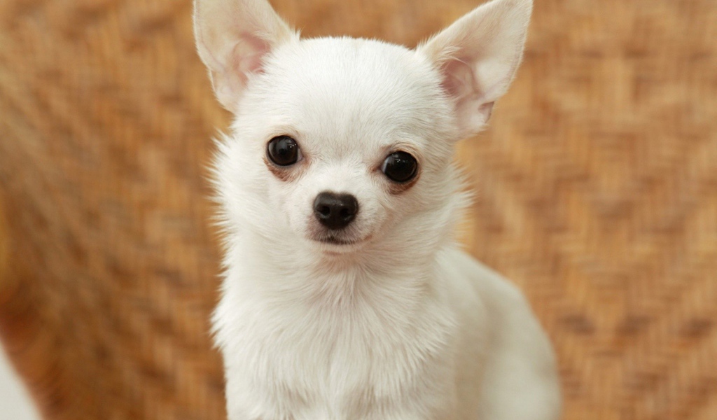 Грустный взгляд чихуахуа
