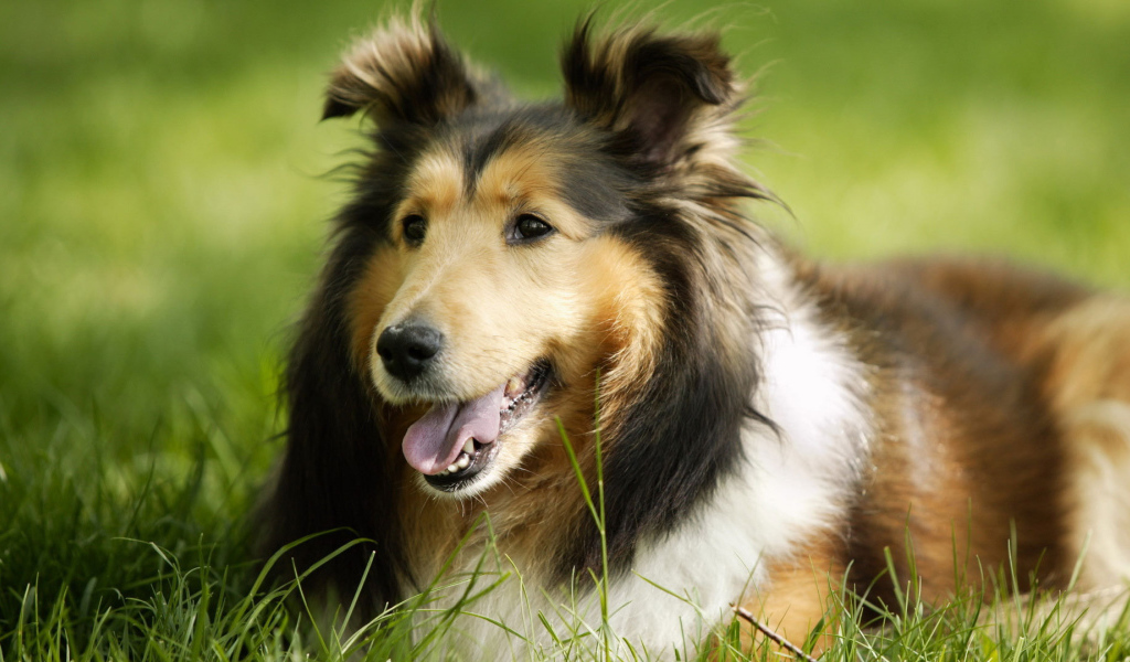 Грустный взгляд колли