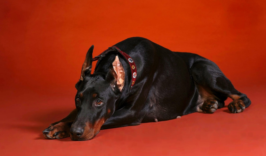 Грустный взгляд добермана