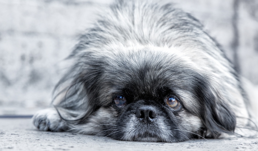 Грустный взгляд пекинеса