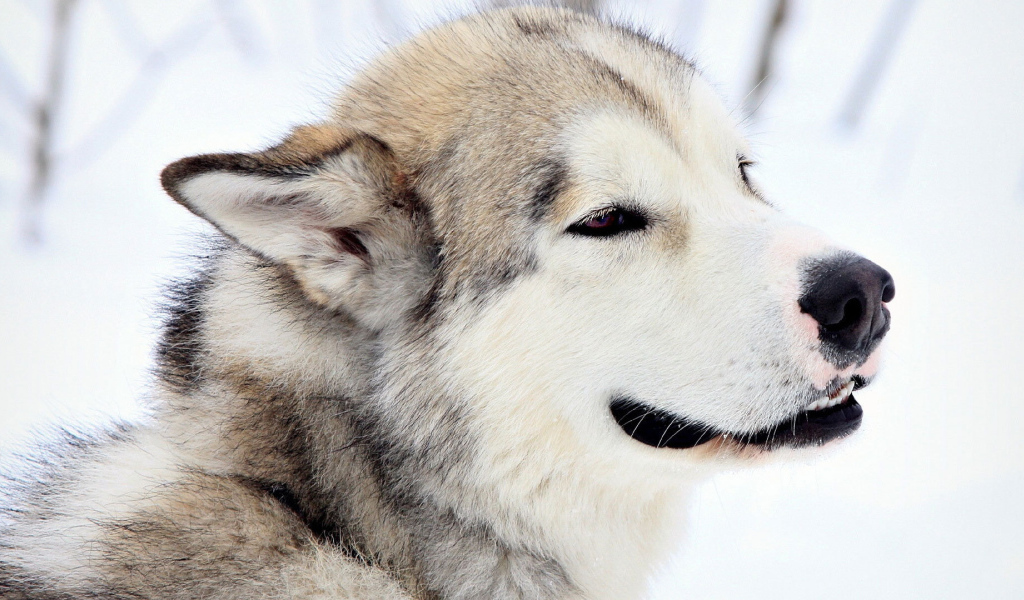 Грустный взгляд лайки