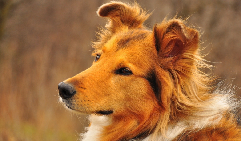 Грустный взгляд рыжей колли