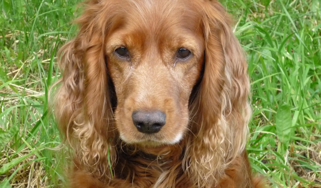 Грустный спаниель в траве
