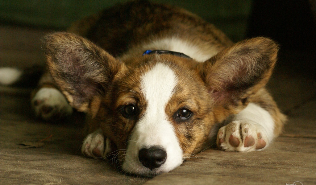 Грустный вельш-корги