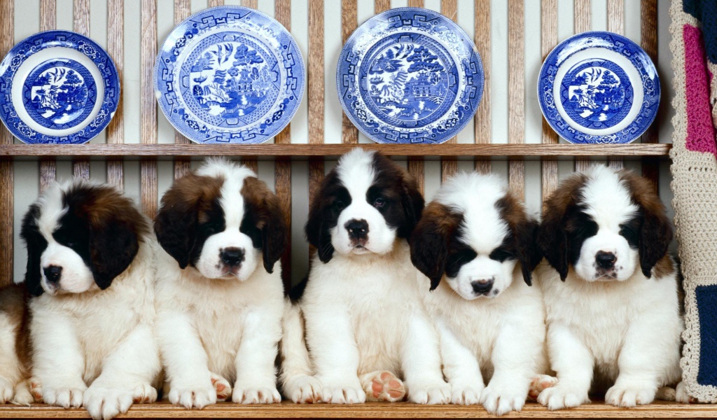 Семья щенков сенбернара