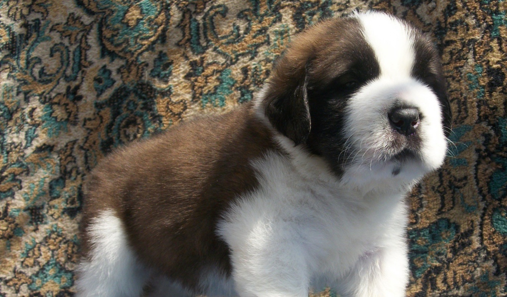Щенок сенбернара на фоне ковра