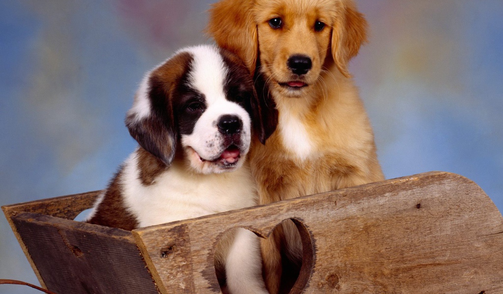 Щенок сенбернара в ящике