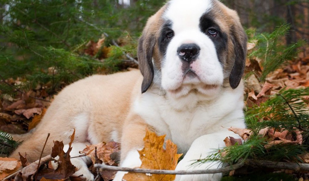 Щенок сенбернара в лесу