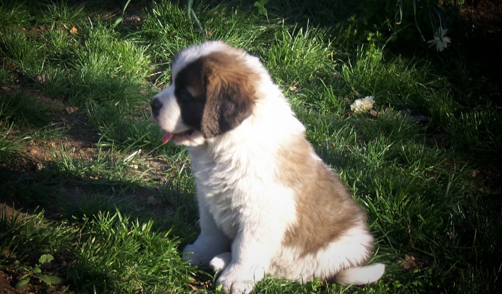 Щенок сенбернара на траве