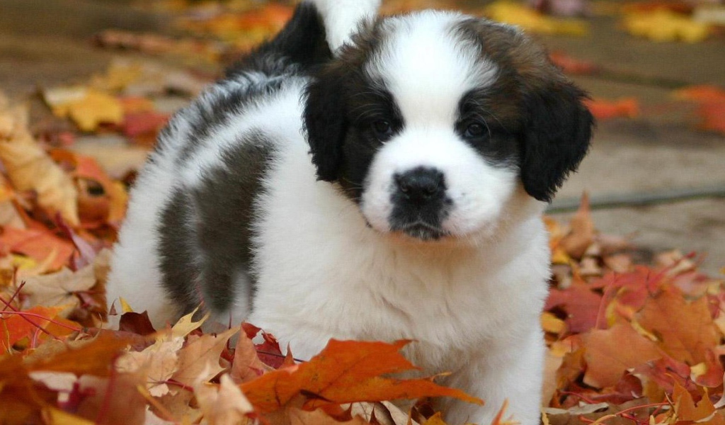 Щенок сенбернара в листьях