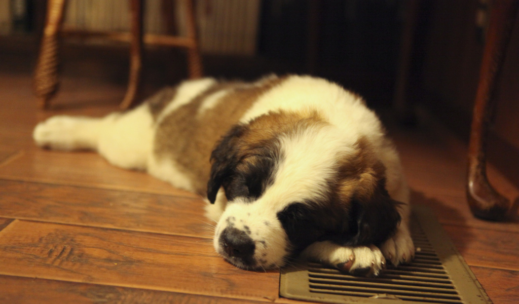 Щенок сенбернара спит