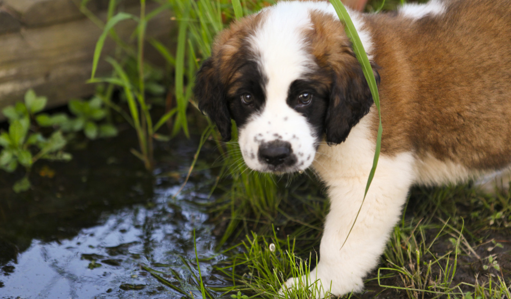 Щенок сенбернара у ручья