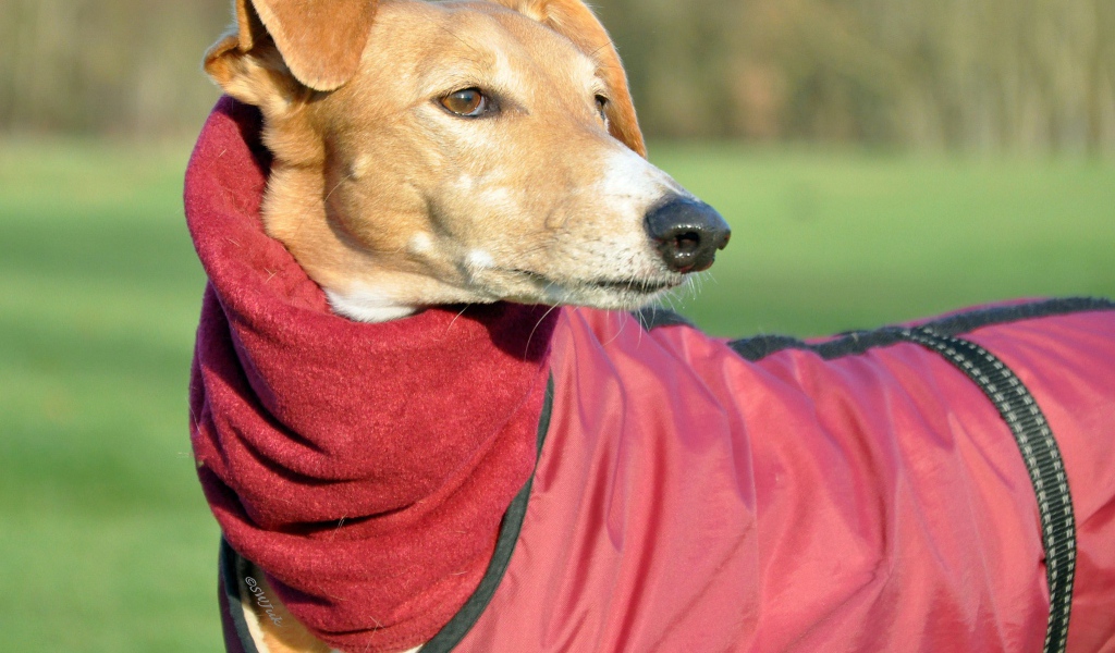 Пес салюки в теплом наряде