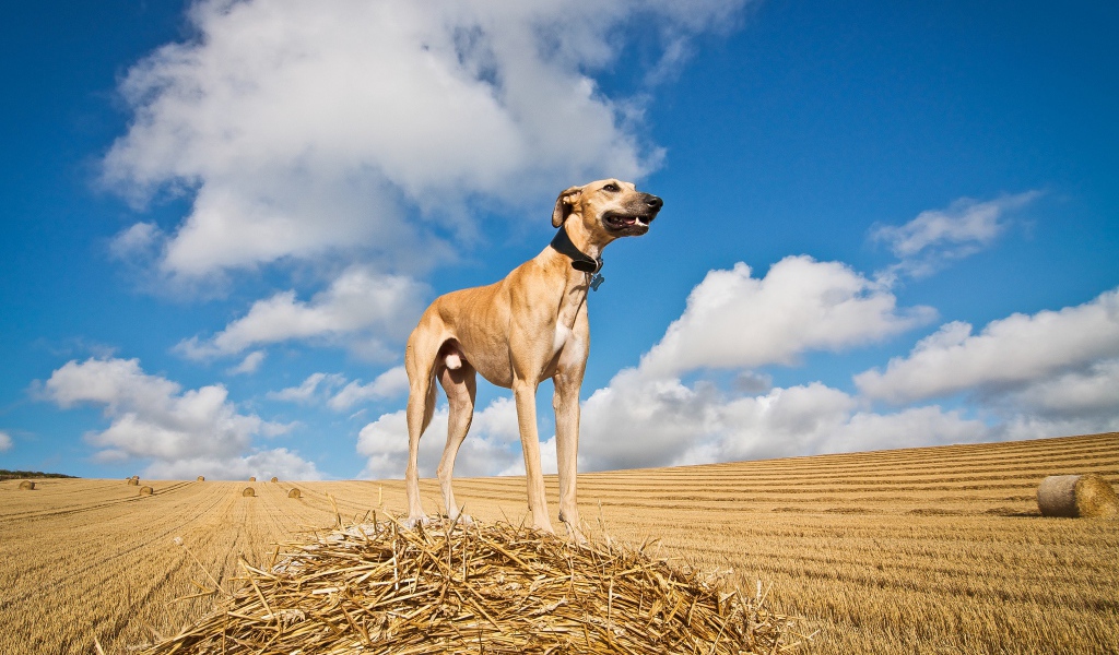 Пес салюки на убранном поле