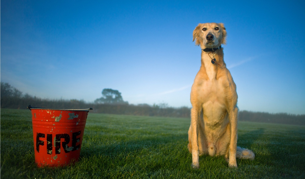 Собака салюки с пожарным ведром