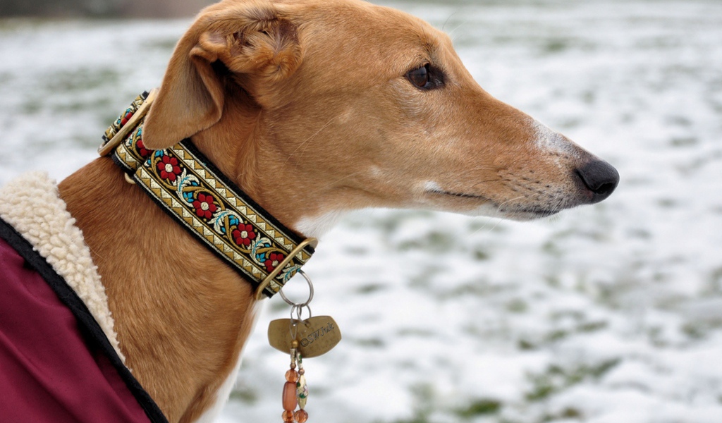 Салюки в красивом ошейнике