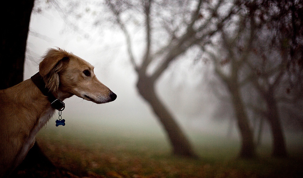 Салюки в лесу