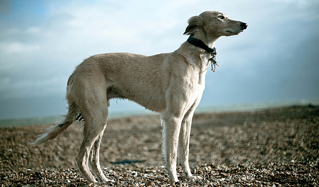 Салюки на гальке