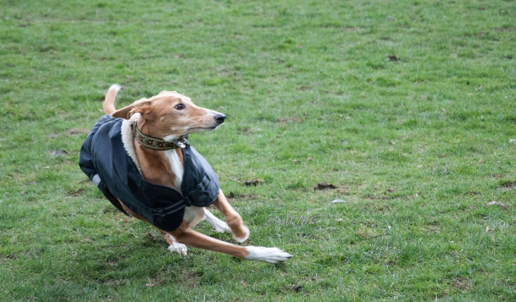 Салюки быстро бегает
