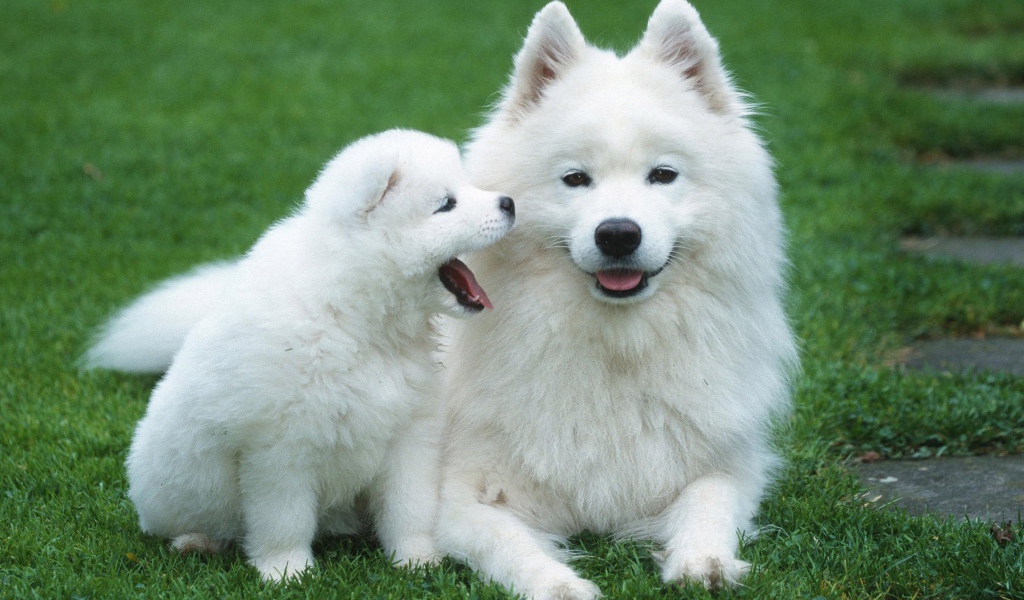 Самоедская лайка с щенком