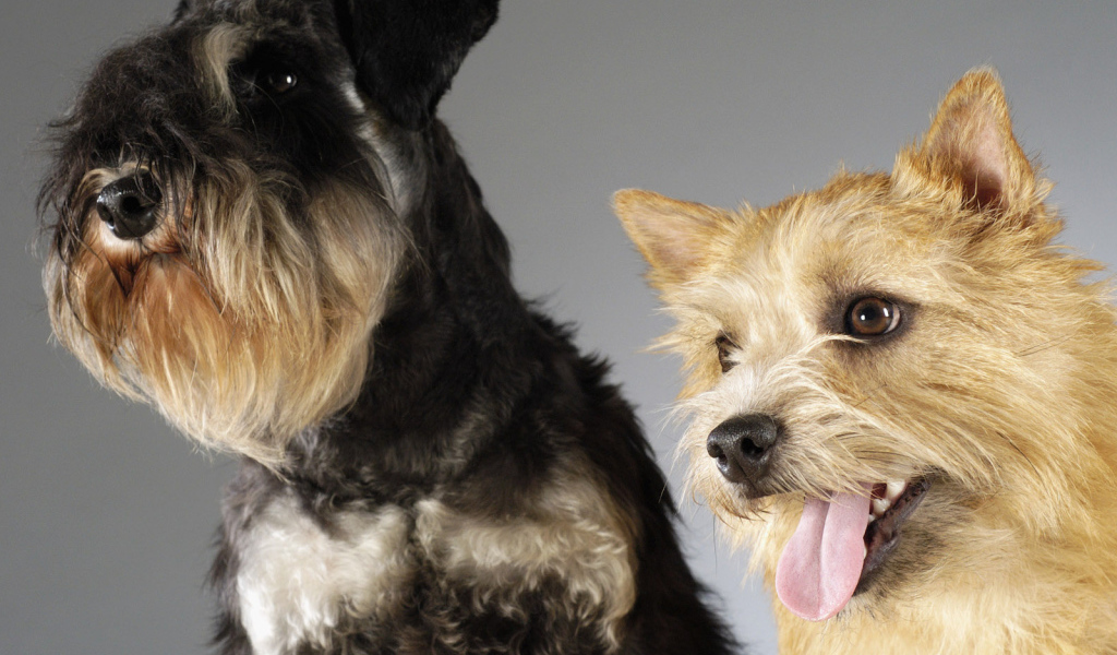 Шнауцер и терьер