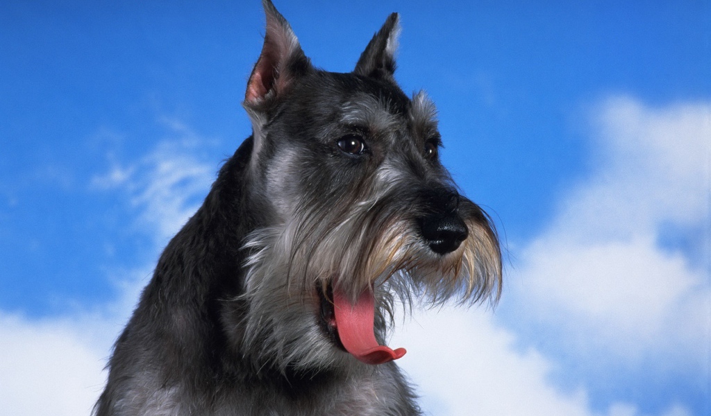 Черный шнауцер на фоне неба