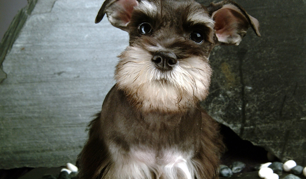 Собака шнауцер коричневого цвета