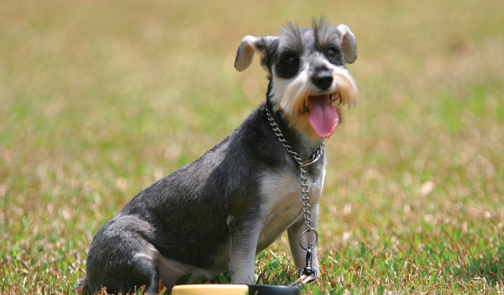 Собака шнауцер на поляне