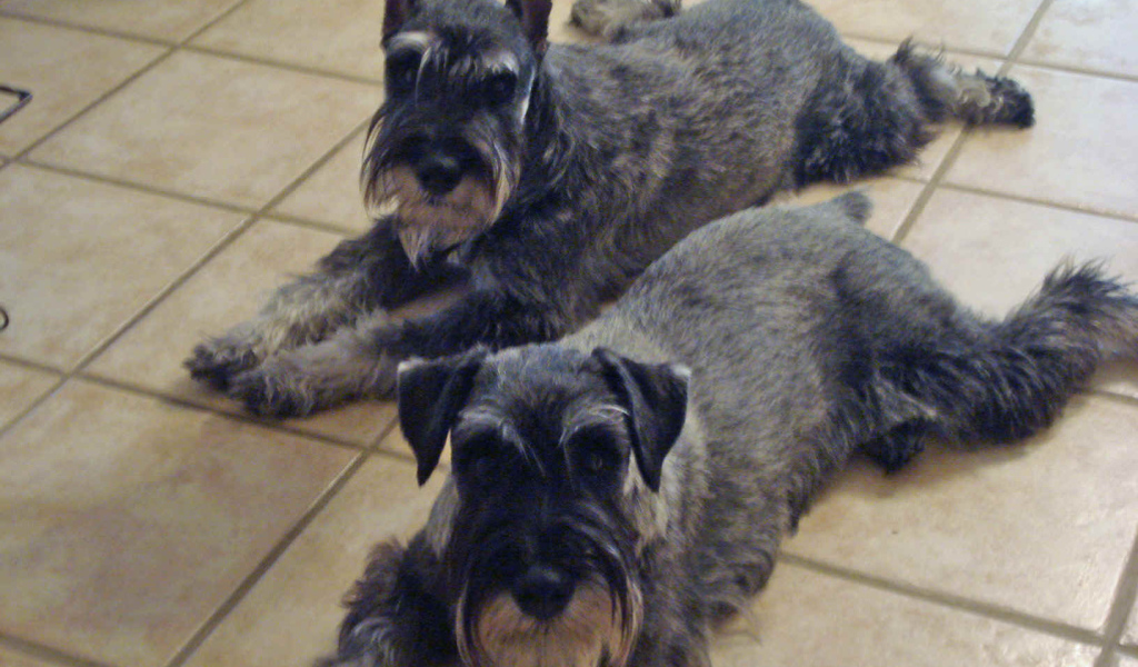 Собаки шнауцеры лежат на полу